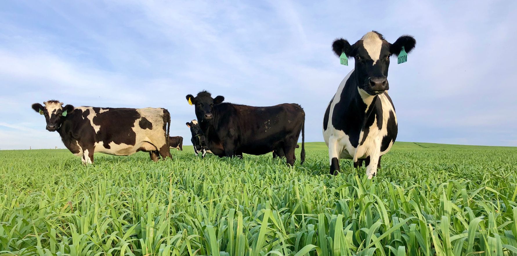 Hart Dairy cows grazing on open pasture in South Georgia